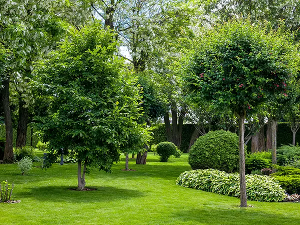 Trees in a large backyard