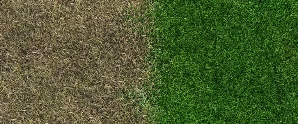 lawn fertilizer before and after landscaping growing sward