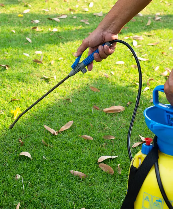 weed and feed lawn fertilization, gardener spray herbicide to kill weed in the lawn in garden
