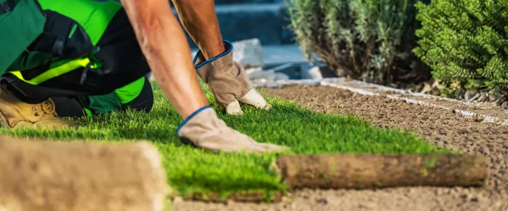 sod Installation in a garden, natural grass