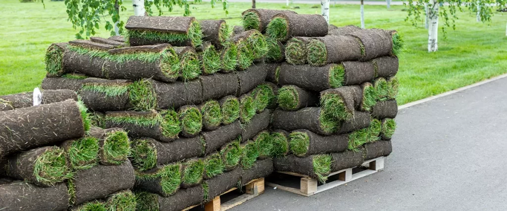 stacks of sod rolls for landscaping. Lawn grass in rolls on pallets on street. rolled grass lawn is ready for laying