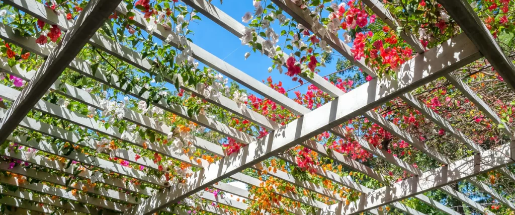 A white wooden pergola covered in vibrant pink and orange bougainvillea climbing plants providing natural organic shade.