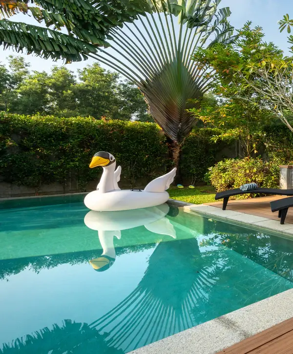 A clear blue rectangular pool featuring a large white swan inflatable, surrounded by lush tropical greenery and a prominent traveler's palm tree after a pool remodeling project.